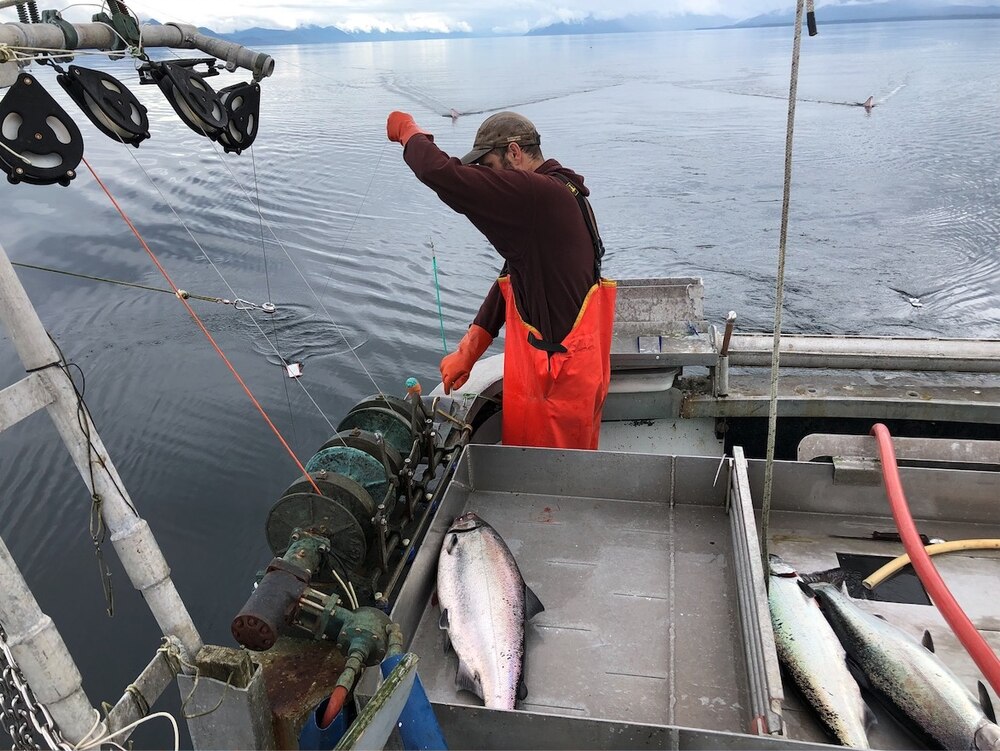 Pink Salmon Harvest Far Exceeds Preseason Forecast - Petersburg Pilot