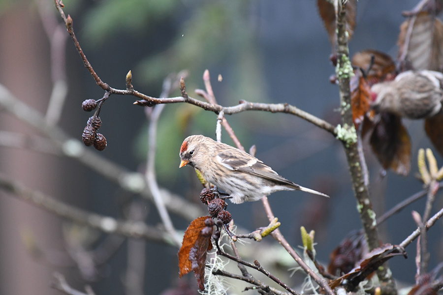 Christmas Bird Count sightings - Petersburg Pilot