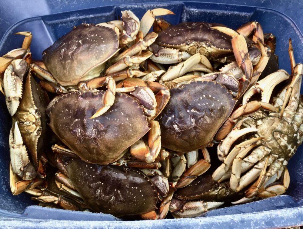 Commercial Dungeness crab fall season will have normal length